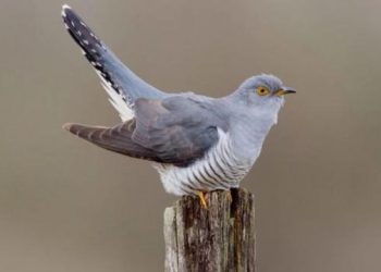 ბრიტანეთში ვირუსმა ჩიტები ზომბებად აქცია