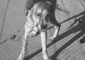 „შოკშია ისეთი შეშინებულია“ – თბილისში არასრულწლოვანი ძაღლმა დაკბინა?