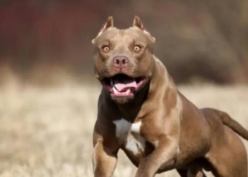საქართველოში პიტბულის შემოყვანა და გამრავლება იკრძალება? – დეტალები