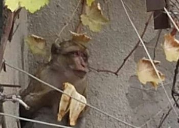 მაკაკა ოჯახური კონფლიქტის გამო, ვოლიერიდან გაიქცა – ზოოპარკის განცხადება