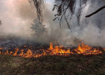 უკრაინაში ომის შედეგად, ნაკრძალების 20% და 3 მილიონი ჰექტარი ტყის მასივი დაზიანდა