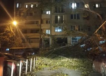 თბილისში მანქანას ხე დაეცა