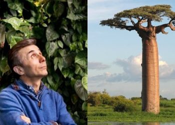 კენიამ ივანიშვილს ბაობაბების ტრანსპორტირება აუკრძალა – “დაიწყო გამოძიება ლიცენზიებზე”