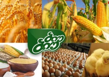 აქტიურად მიმდინარეობს ადგილობრივი სიმინდის ჩაბარების პროცესი ბიუ ბიუს ქათმების საკვებად