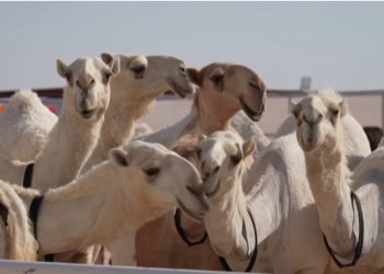 კატარში აქლემების სილამაზის კონკურსი იმართება
