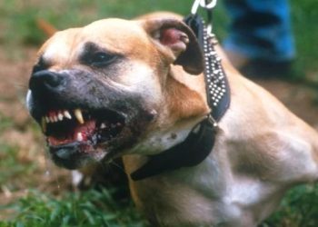 რუსთავში პიტბულმა 18 წლის ბიჭი დაგლიჯა