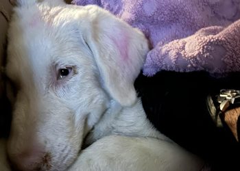 “ახლა კი მიშას ჩემი გვამი მიაქვს, უნდა დამწვას…” – კაჭკაჭიშვილი