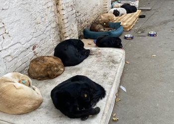 ფოტო თბილისიდან