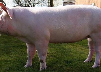 “განცხადებას ნუ დაწერთ და ჩვენ გიყიდით ღორს” – რას სთავაზობს დაზარალებულს პოლიცია, რომელიც 2 დღეა დაკლულ ღორს ეძებს