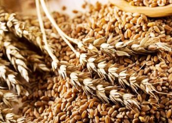 რუსეთმა უკრაინიდან 1 მლრდ დოლარის უკრაინული მარცვლეული მოიპარა