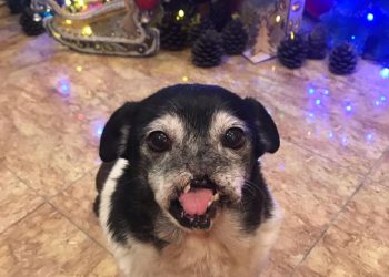 „არ აქვს ცხვირი და პირის წინა ნაწილი, სავარაუდოდ მას პირში აუფეთქეს ასაფეთქებელი“ – „თბილი თათები“