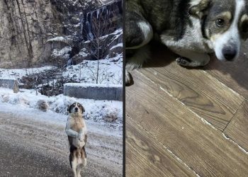 სვანეთის გზაზე მიტოვებული ცუგა შეიფარეს