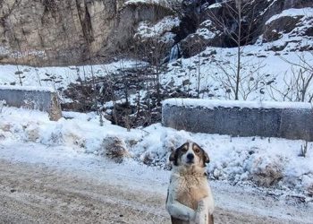 „სვანეთშია, მეტიისკენ მიმავალ გზაზე ასე იხვეწება ლუკმას და შველას …“ – „თათები“