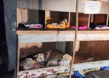 „ჩემს უბანში, კეთილმა ადამიანმა ცხოველებს ასეთი “კორპუსი” აუშენა“