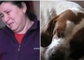 +18 – გორში ძაღლებს მასშტაბურად წამლავენ და კლავენ – შოკისმომგვრელი ამბავი გორიდან