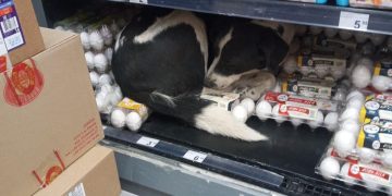 “ფოიერვერკებს ემალება” – ფოტო მაღაზიიდან