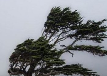 საქართველოში ძლიერ ქარს ელოდებიან