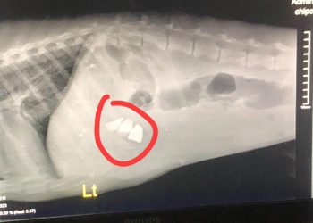 “ამ ფოტოთი გიპასუხებთ ყველას, ვისაც გგონიათ რომ ძაღლები აგრესიულები არიან” – ლოსაბერიძე