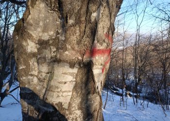 “შიშის ზონები” საქართველოში – “შიშის ზონების საერთო ფართობი შეადგენს მინ. 60 000 000+ კვადრატულ მეტრს”