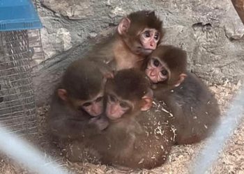 “ჭიათურის მერია, როგორი საშინელი ხალხი ყოფილხართ! იგივეს გისურვებთ” – ტასო ლოსაბერიძე