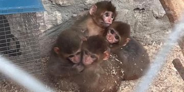 “ჭიათურის მერია, როგორი საშინელი ხალხი ყოფილხართ! იგივეს გისურვებთ” – ტასო ლოსაბერიძე