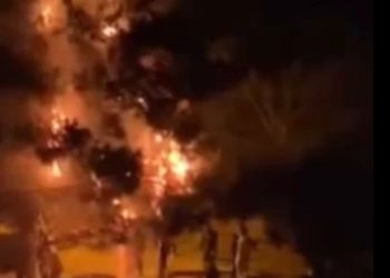 თემქაზე პიროტექნიკის გამოყენების შედეგად ხეები დაიწვა (ვიდეო)