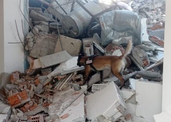 ქართველების მაშველმა ძაღლმა ტინტომ ნანგრევებში მოყოლილ ცოცხალ ადამიანს მიაგნო