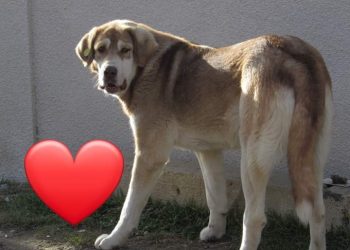 “არ ვიცი რა ვთქვა! ძაღლი კი არა, მგონი, ადამიანია…” – ფოტო