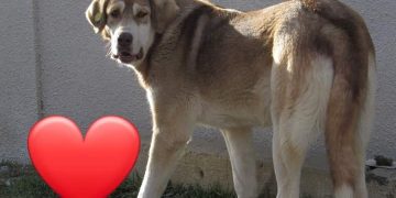 “არ ვიცი რა ვთქვა! ძაღლი კი არა, მგონი, ადამიანია…” – ფოტო