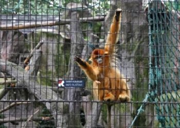 თბილისში 6 წლის ბავშვს მაიმუნმა დაკბინა