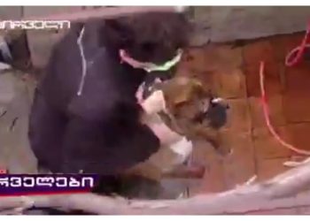 “ძაღლიც კი გამოათრიეს – ურა ამხანაგებო” – ხოხიაშვილი