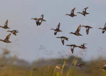 1-ლი მარტიდან გადამფრენ ფრინველებზე ნადირობა იკრძალება