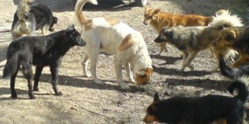 დუშეთში ქალმა მიუსაფარი ძაღლები დახოცა – ფაქტზე გამოძიება დაიწყო