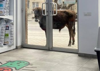 „ზრდილობიანად ავუხსენით, რომ მისთვის საკვები არ გვქონდა, მაგრამ დაჟინებით გაიძახის მუუ მუუ ..“ – საბურთალო, „ზოომარტი“