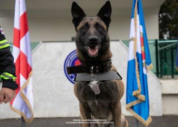 მაშველი ძაღლი „ტინტო“ სპეციალური ჟეტონით – „სიცოცხლის გადარჩენისთვის“ დაჯილდოვდა