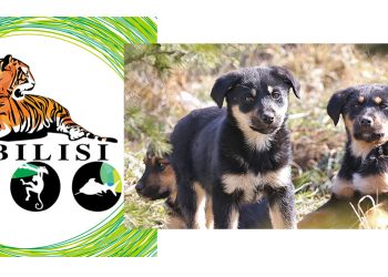 “ამდენ ძაღლს ზოოპარკში ვერ დავიტოვებთ… თავშესაფრისთვის მოგვიწევს გადაცემა” – თბილისის ზოოპარკი