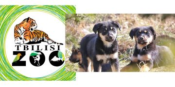 “ამდენ ძაღლს ზოოპარკში ვერ დავიტოვებთ… თავშესაფრისთვის მოგვიწევს გადაცემა” – თბილისის ზოოპარკი
