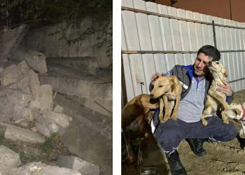 მაშველებმა 5 ტონა სიმძიმის ქვეშ მოყოლილი ლეკვები ამოიყვანეს – ფოტოები