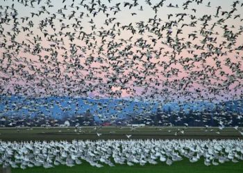 გამოიწვევს თუ არა ფრინველის გრიპის აფეთქება პანდემიას ადამიანებს შორის? – მეცნიერების განმარტება