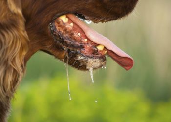ძაღლს, რომელმაც მარტვილში 22 ადამიანი დაკბინა, ცოფი დაუდასტურდა