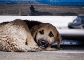 4 აპრილი მიუსაფარ ცხოველთა დაცვის საერთაშორისო დღეა