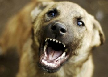 ცოფიანი ძაღლის მიერ დაკბენილ მოქალაქეს, რომელიც უარს ამბობდა აცრაზე, ვაქცინაცია ჩაუტარდა – “დიდი მუშაობა დაგვჭირდა, რომ დაგვეთანხმებინა”