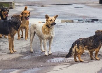 თბილისში, 2015 წლის შემდეგ პირველად, მიუსაფარი ძაღლების აღრიცხვა მოხდება