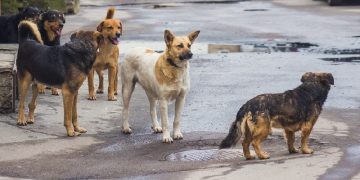 თბილისში, 2015 წლის შემდეგ პირველად, მიუსაფარი ძაღლების აღრიცხვა მოხდება