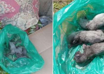 “ვინც ამას აკეთებთ, ჯოჯოხეთი არ აგცდებათ” – ლანჩხუთში ლეკვები ნაგვის ურნაში ჩაყარეს