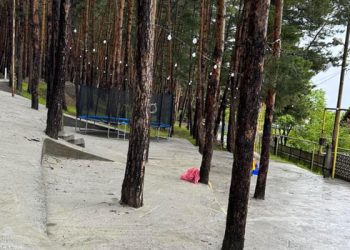 სურამში ხეები დააბეტონეს