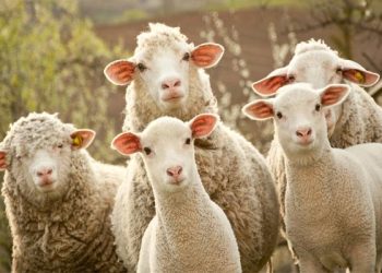 კასპის მუნიციპალიტეტში მგლის ხროვამ ერთ ღამეში 180-მდე ცხვარი დაგლიჯა