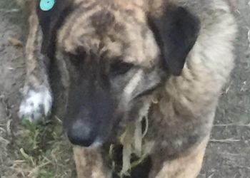 ,,მიუსაფარმა ძაღლმა, რომელსაც ყველა უბნიდან დევნიდნენ, დღეს გველისგან დაგვიცვა”