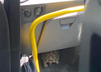 კუ თბილისის საზოგადოებრივ ტრანსპორტში