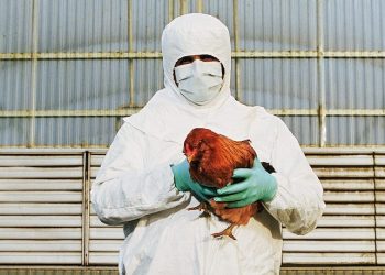 ფრინველის გრიპის გამო მოსკოვში კარანტინი გამოაცხადეს